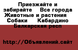 Приезжайте и забирайте. - Все города Животные и растения » Собаки   . Кабардино-Балкарская респ.